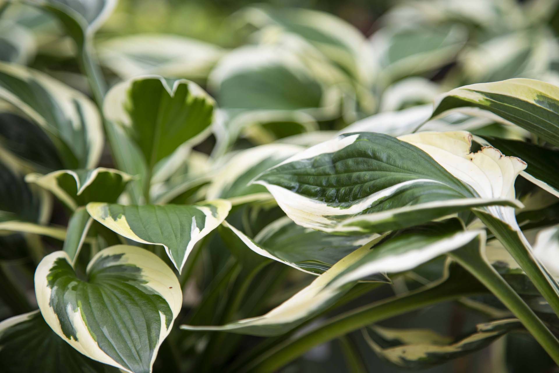 Hostas