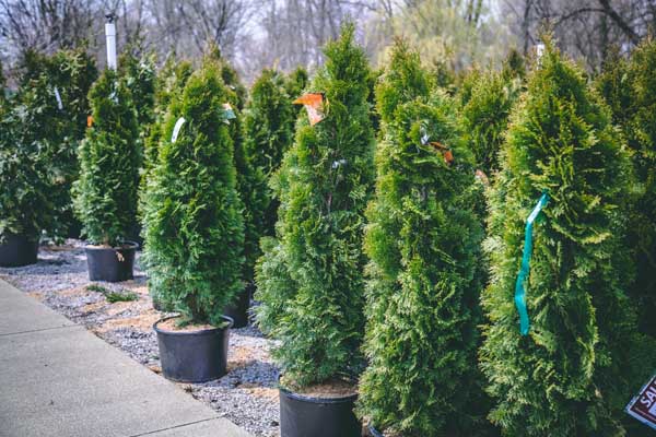 Arborvitaes