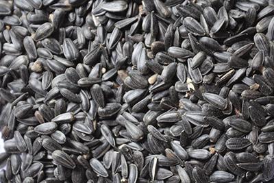 Black Oil Sunflower seed 50lb