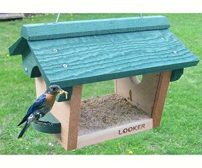 Bluebird Feeder