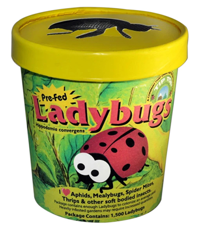 Live Ladybugs 1500