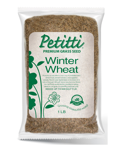 Petitti Winter Wheat seed 1lb