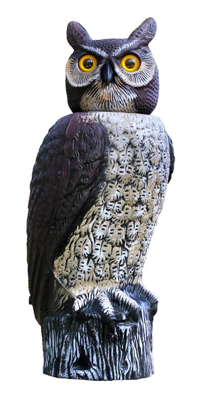 Rotating Head Owl