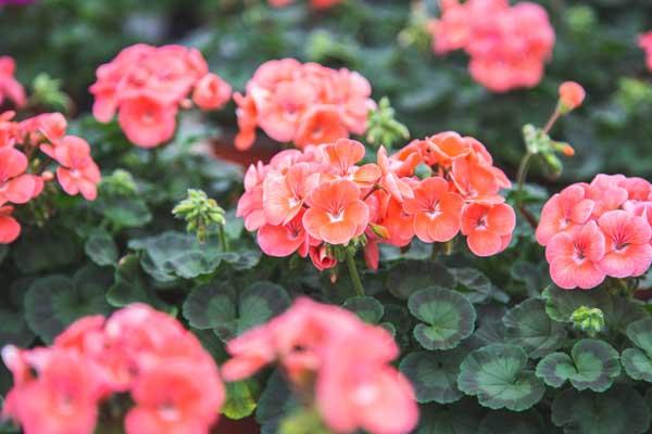 Seed Geranium 'Maverick Salmon' 4in