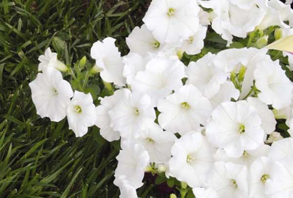 Easy Wave&reg; Petunia White 4"