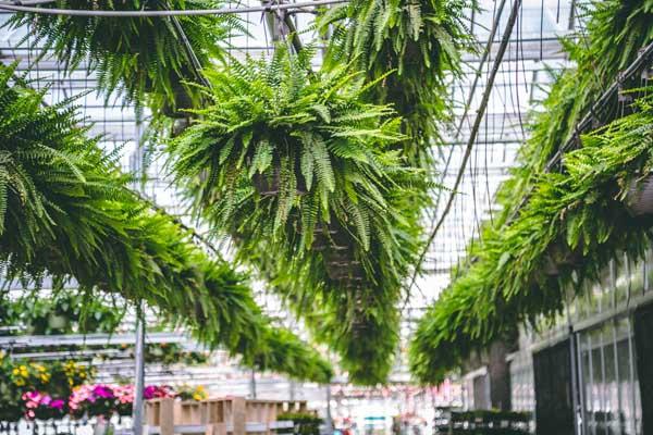 Boston Fern Hanging Basket 12 Inch