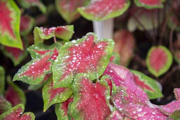 Caladium 'Assorted', Angel Wings 8 Inch