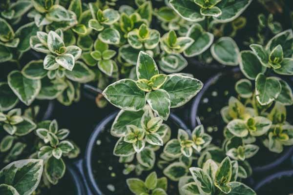 Vinca Vine 'Expoflora' Quart