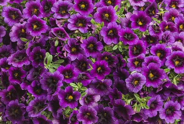 Million Bells Superbells&reg; Grape Punch Quart