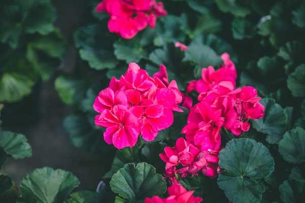 Geranium Hybrid 'Sarita Punch' Quart