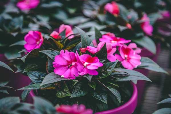 New Guinea Impatiens 'Harmony Marshmallow' Quart