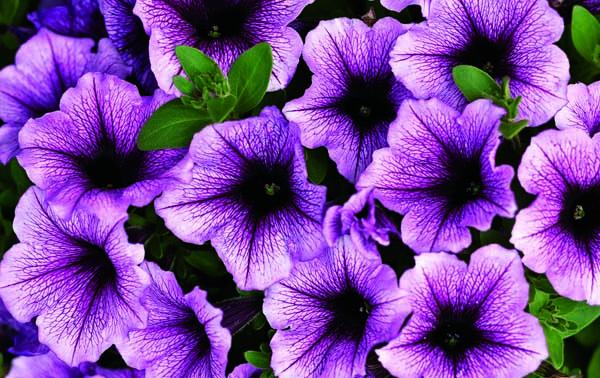 Supertunia&reg; Bordeaux&trade; 12" Hanging Basket