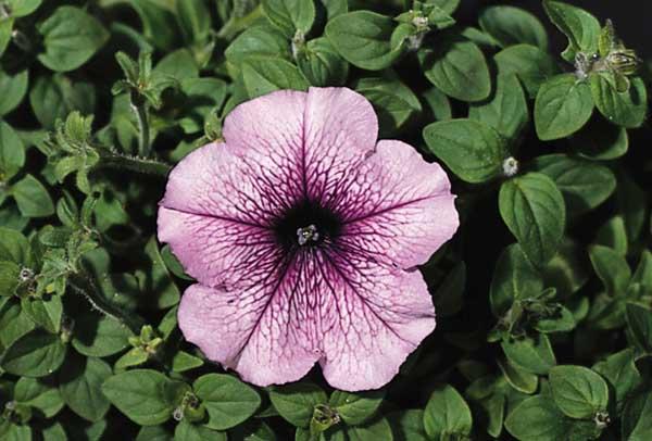 Petunia Madness&reg; Orchid Cell Pack
