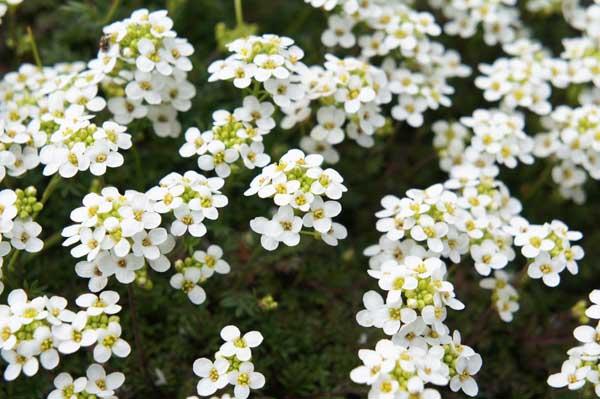 Sweet Alyssum 'Snow Crystals' 6-Pack/Flat