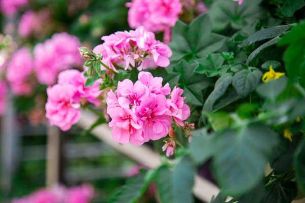 Seed Geranium 'Maverick Pink' 4in