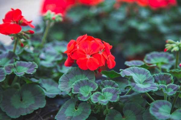 Seed Geranium 'Maverick Red' 4in