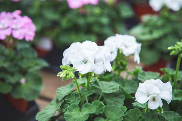 Seed Geranium 'Maverick White' 4in