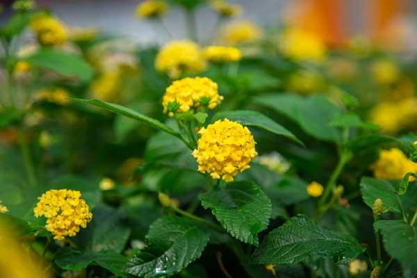 Lantana Lucky&trade; Yellow Quart