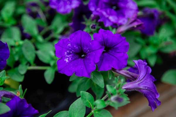 Easy Wave&reg; Petunia Blue 4"