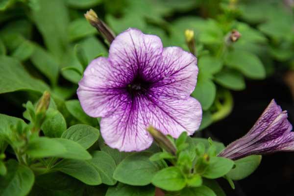 Easy Wave&reg; Petunia Plum Vein 4"