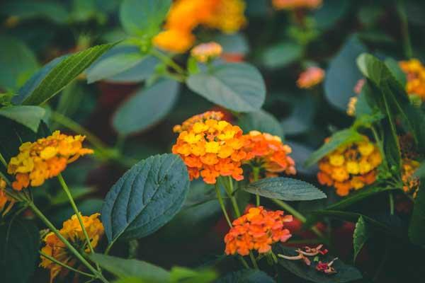 Lantana Landmark&trade; Citrus 8"