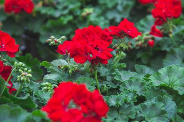 Zonal Geranium Red Quart