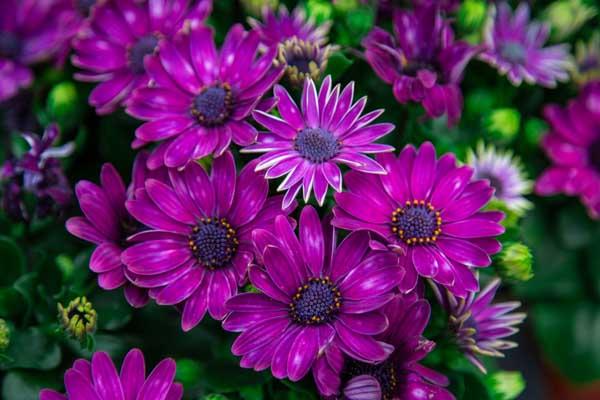 African Daisy Serenity&trade; Dark Purple Quart