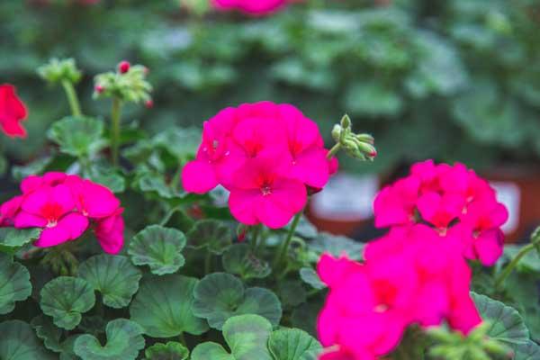 Zonal Geranium Violet/Fuchsia Quart