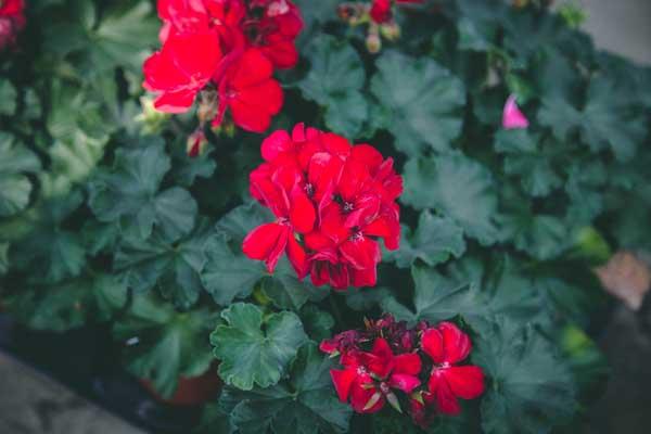 Geranium Hybrid 'Sarita Dark Red' Quart