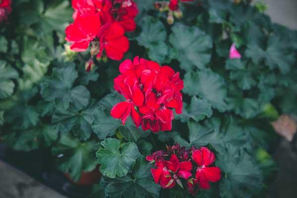 Geranium Hybrid 'Sarita Dark Red' Quart