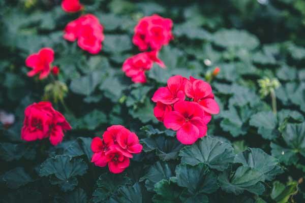 Geranium Hybrid  'Sarita Wild Salmon' Quart