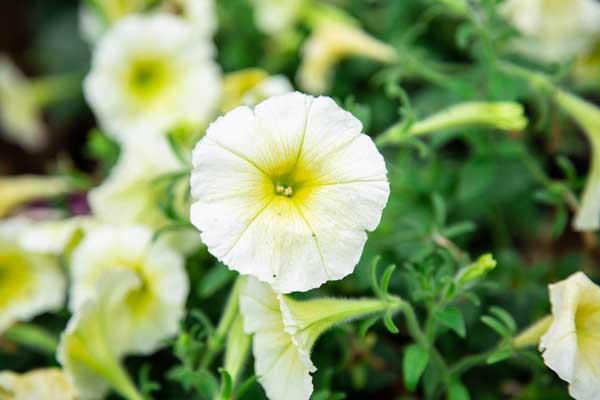 Easy Wave&reg; Petunia Yellow 4"