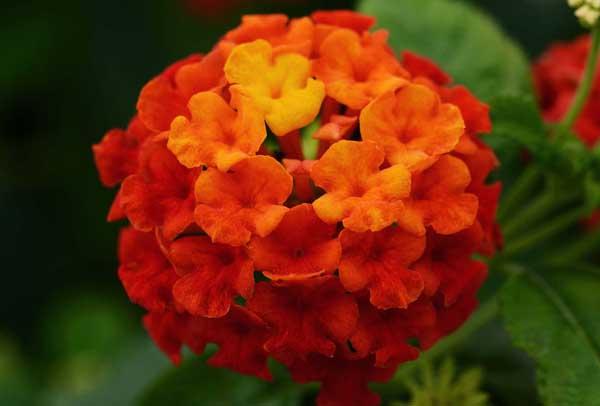 Lantana Lucky&trade; Red Quart