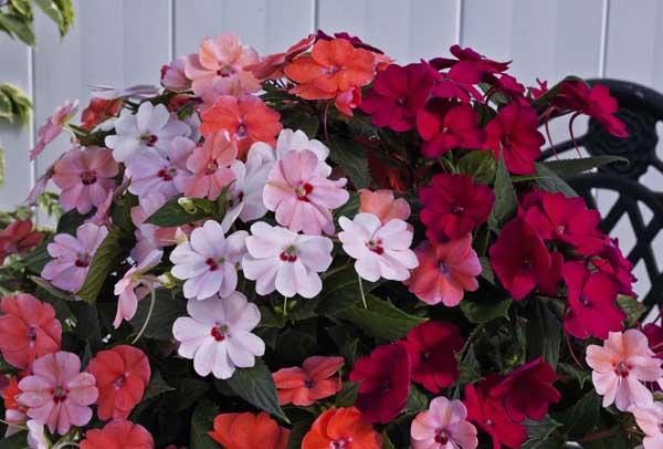 SunPatiens&reg; Lovebird 13"/14"