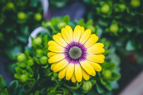 African Daisy Serenity&trade; 'Blue Eyed Beauty' Quart