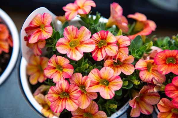 Superbells&reg; Tropical Sunrise Quart