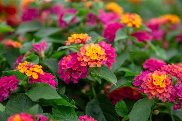 Lantana Bloomify&trade; Rose Quart