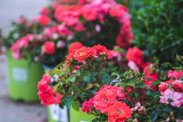 Groundcover Rose Coral Drift&reg; 2 Gallon