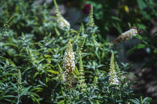 Butterfly Bush 'White Ball' 3 Gallon