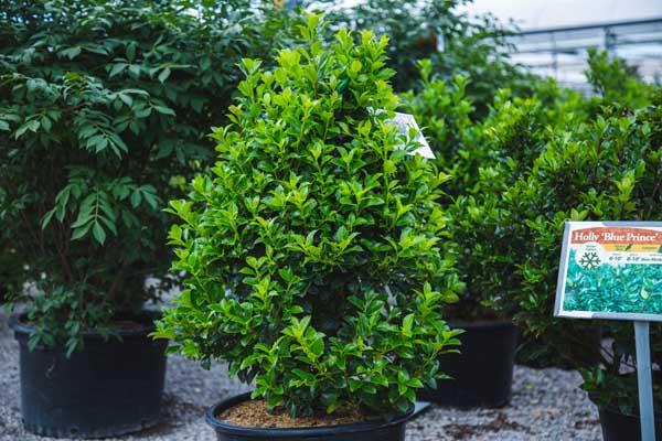 Holly Castle Spire&reg; 3 Gallon