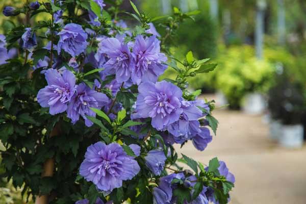 Departments - Rose of Sharon Blue Chiffon® 3 Gallon