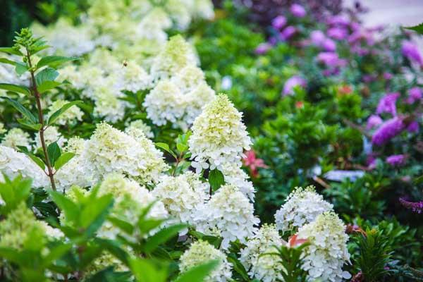 Panicle Hydrangea Tree 'Sweet Summer' 7 Gallon