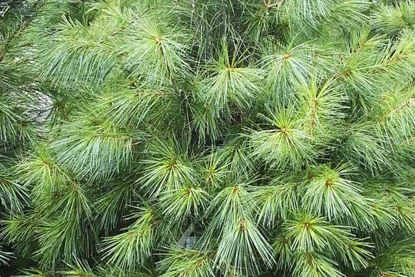 Eastern White Pine 7 Gallon