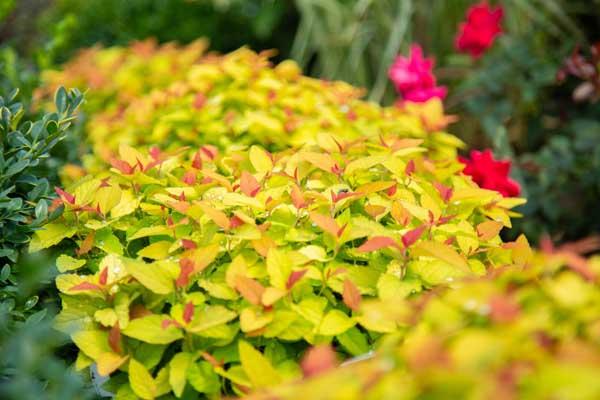 Spirea Double Play&reg; Candy Corn&reg; 3 Gallon