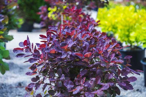 Dwarf Smokebush Velveteeny&trade; 3 Gallon