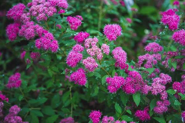 Spirea Double Play&reg;  Pink 3 Gallon