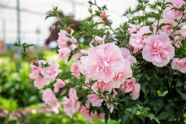 Rose of Sharon Pink Chiffon&reg; Tree 7 Gallon