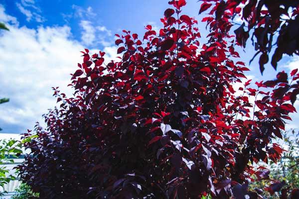 Flowering Plum 'Thundercloud' 10 Gallon