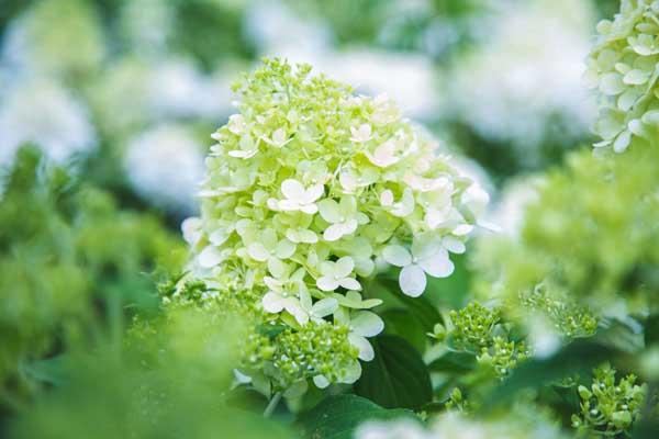 Panicle Hydrangea 'Limelight' 7 Gallon