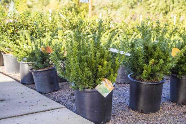 Dense Yew 3 Gallon